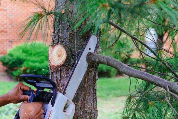 Why Choose Our Tree Removal Services in South Park, WY?